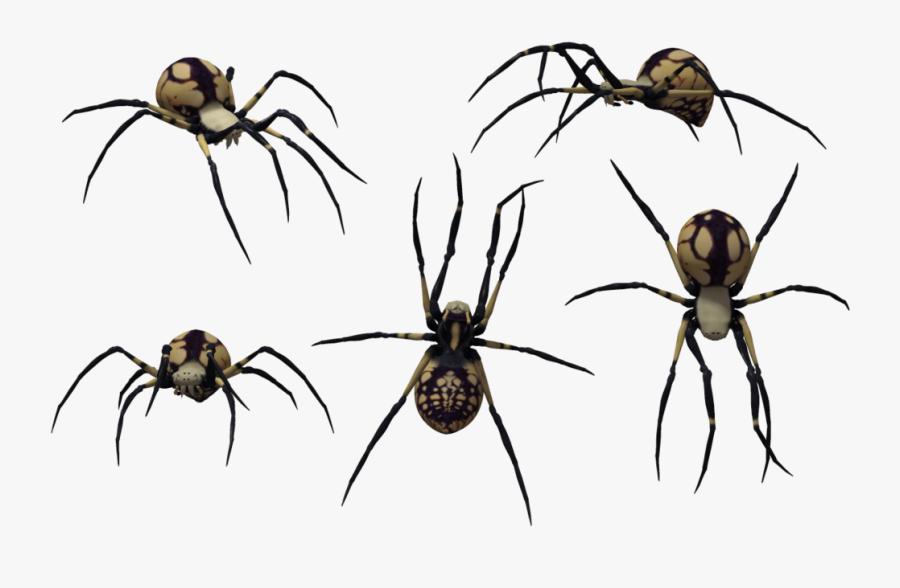 More Like Tarantulas - Top Of Black Widow Spider, Transparent Clipart