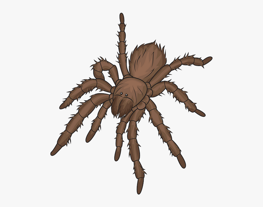 Araneus Cavaticus, Transparent Clipart