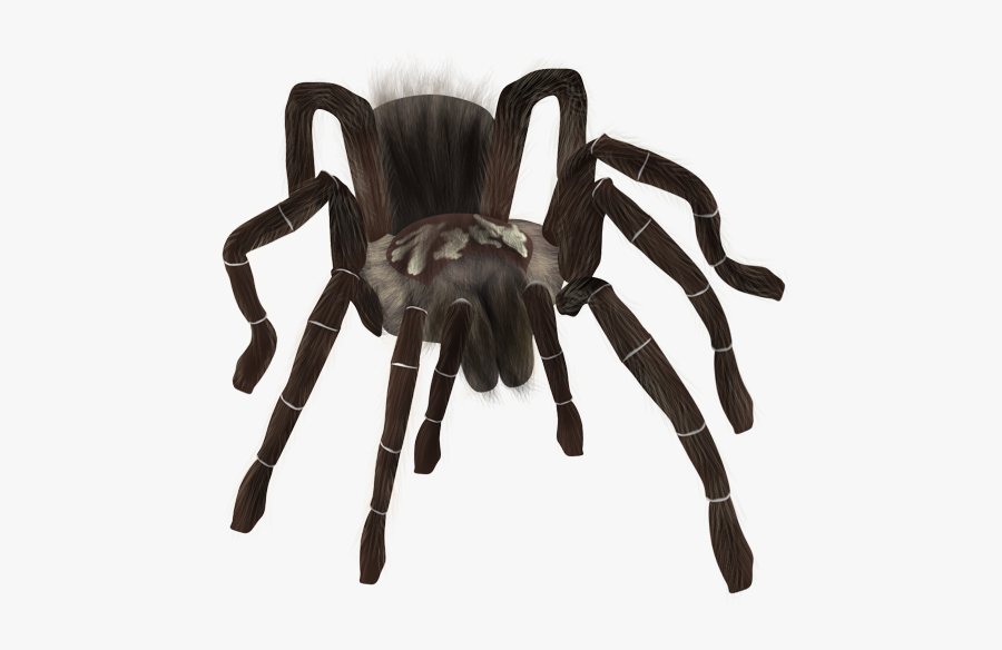 Spider Png Download - Tarantula Png, Transparent Clipart