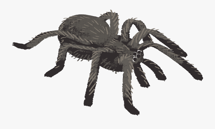 Tarantula - Insect, Transparent Clipart