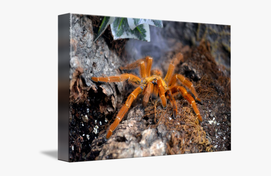 Clip Art By Mike Turner - Tarantula, Transparent Clipart