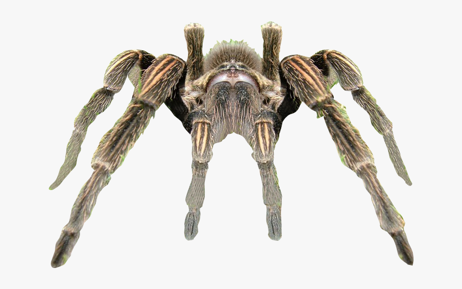 Spider Tarantula Rendering - Tarantula Spider Png Transparent, Transparent Clipart