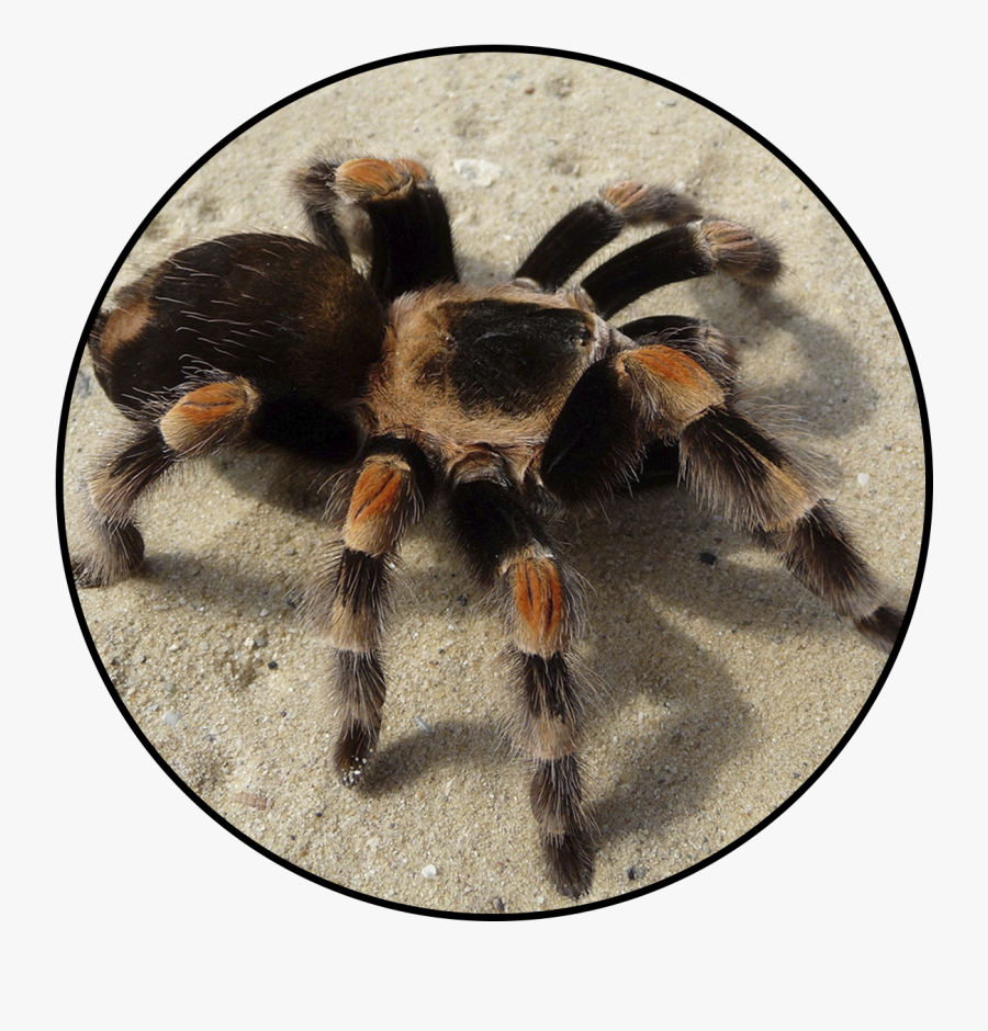 Transparent Tarantula Png - Tarantula, Transparent Clipart