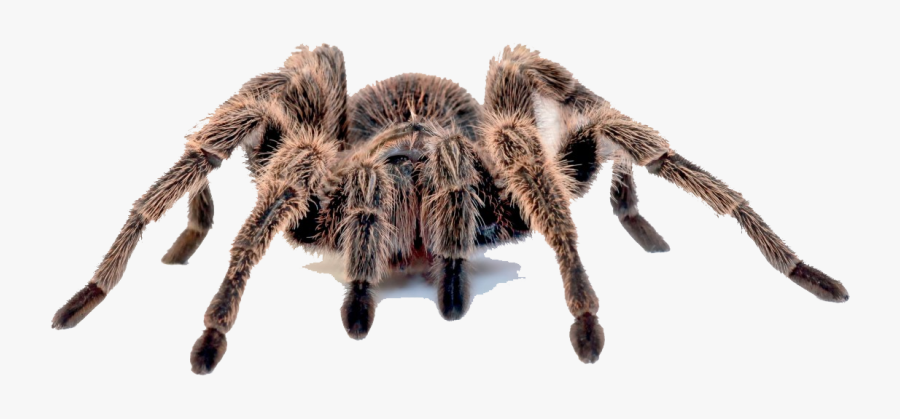 Clip Art Spider Whiteknee Hawk Desktop - 3d Spider Stickers, Transparent Clipart