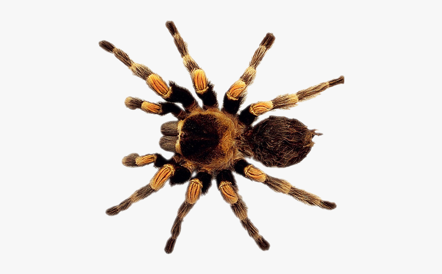 Insect Clipart Spider - Tarantula Png, Transparent Clipart