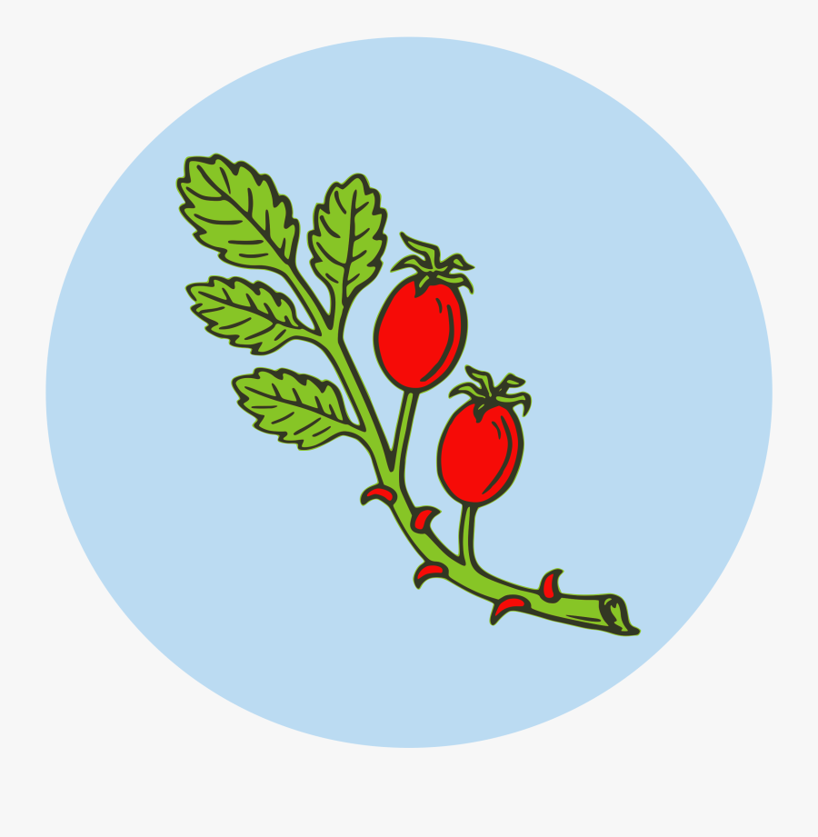 Rose Hip Clipart, Transparent Clipart