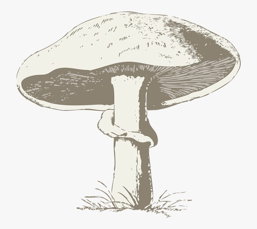 Mushroom Black And White Drawing, Transparent Clipart