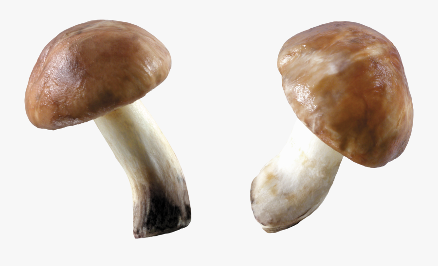 Mushrooms Png, Transparent Clipart