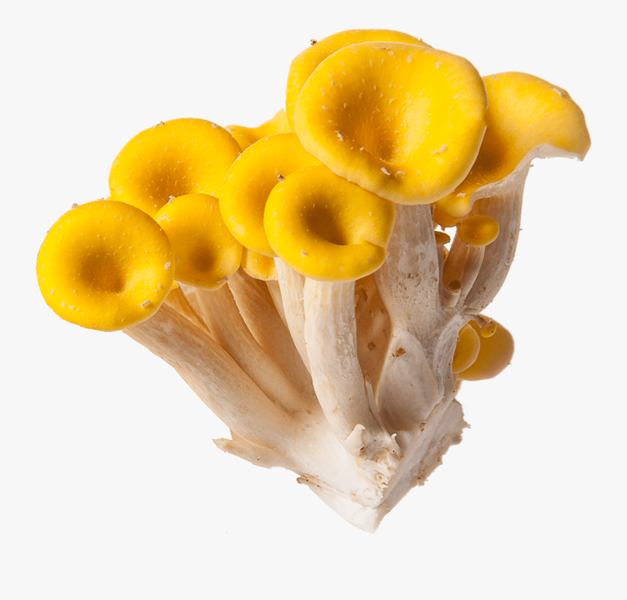 Golden Mushrooms Png, Transparent Clipart
