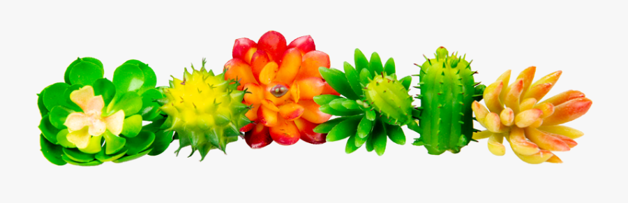 African Daisy, Transparent Clipart