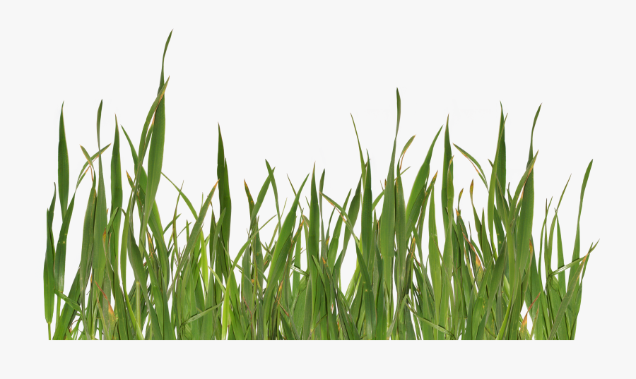 Png Grass, Transparent Clipart