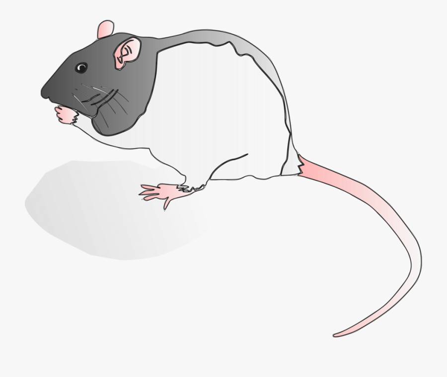 Snout,muridae,tail - Clip Art, Transparent Clipart