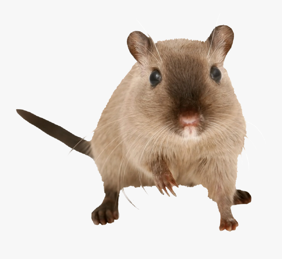 Transparent Gerbil Png - Gerbil And Rat Mixed Together, Transparent Clipart