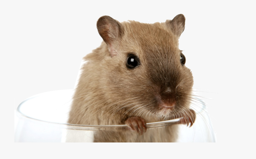 Clip Art Cute Pet Rat - Brown Gerbil, Transparent Clipart