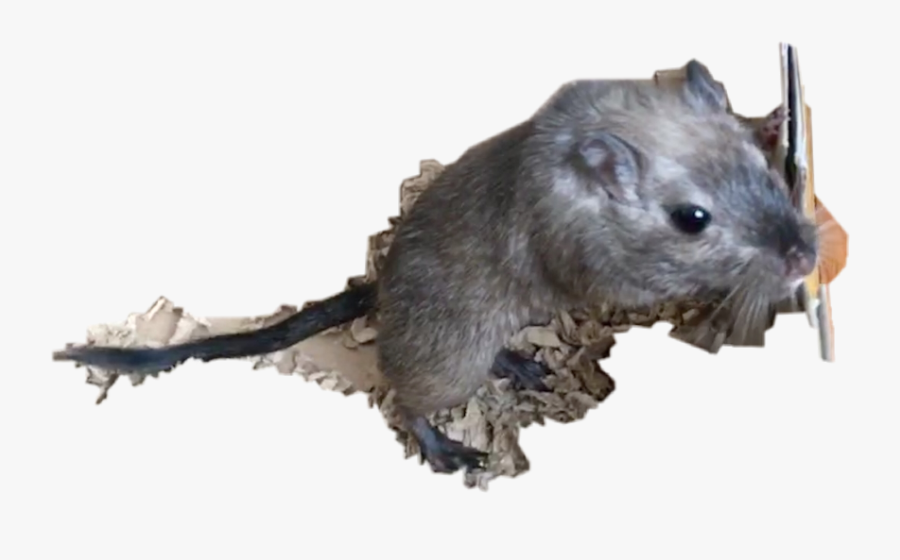 Gerbil Freetoedit - Mouse, Transparent Clipart