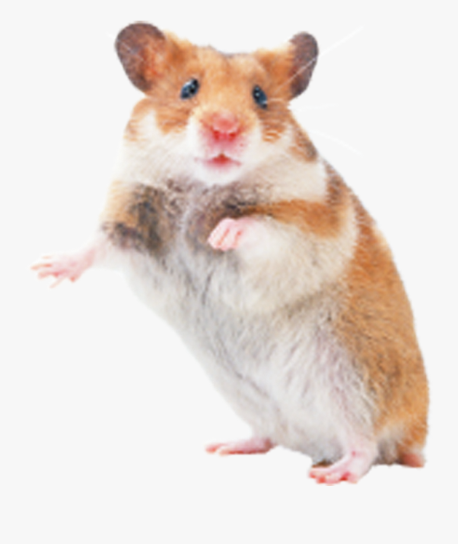 Hamster Rat Mouse Rodent Transprent Png Free - Hamster Png, Transparent Clipart