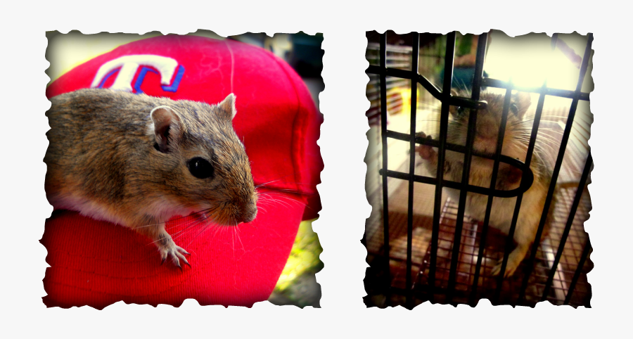 Lone Star Gerbils - Kerterre, Transparent Clipart