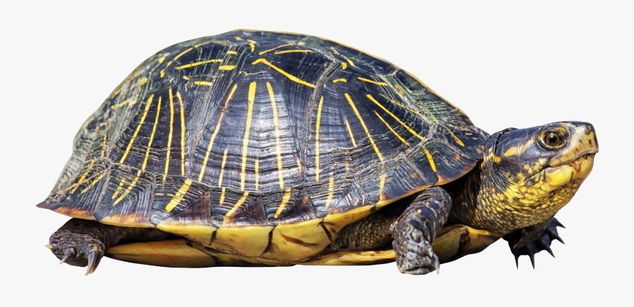 Turtle Transparent Background Png, Transparent Clipart