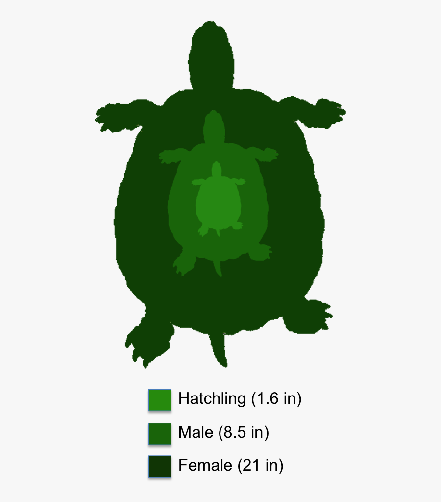 Clip Art Spiny Softshell The Shaded - Male Spiny Softshell Turtle, Transparent Clipart