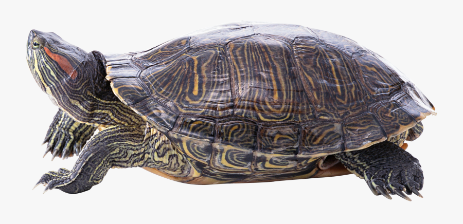 Download And Use Turtle Png Icon - Turtle Pet Png, Transparent Clipart