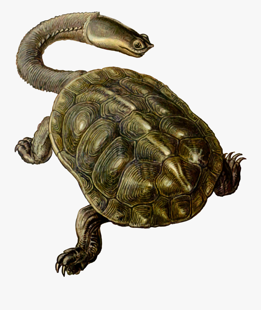 Prehistoric Turtle 2 - Long Neck Sea Turtle, Transparent Clipart
