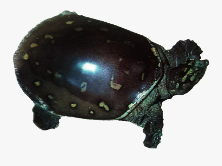 Clip Art Indian Flapshell Turtle - Tortoise, Transparent Clipart