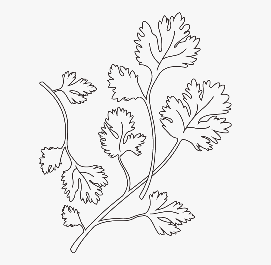 Transparent Cilantro Clipart Black And White - Chamomile, Transparent Clipart