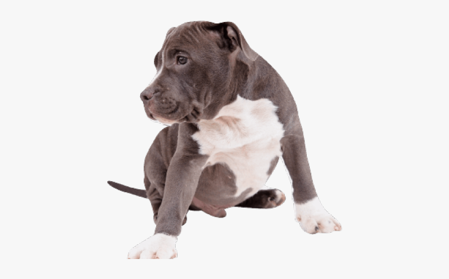 Pit Bull, Transparent Clipart