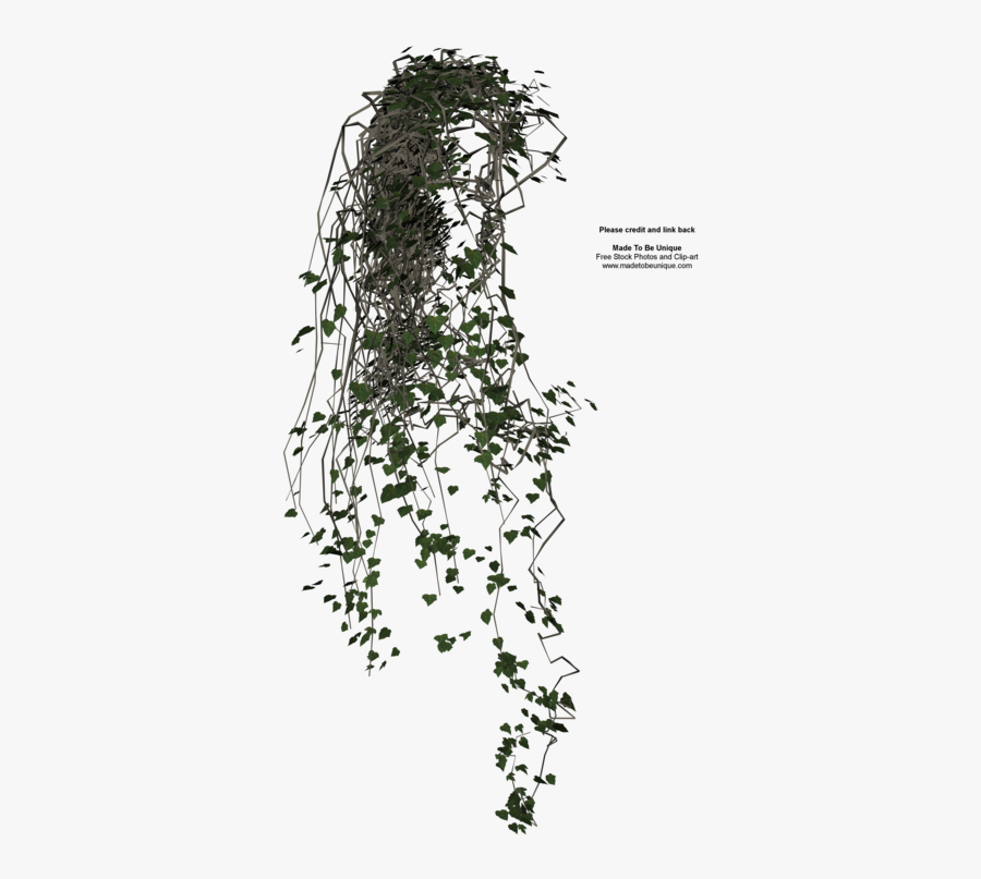 Family,plant Stem - Vine Plant Png, Transparent Clipart