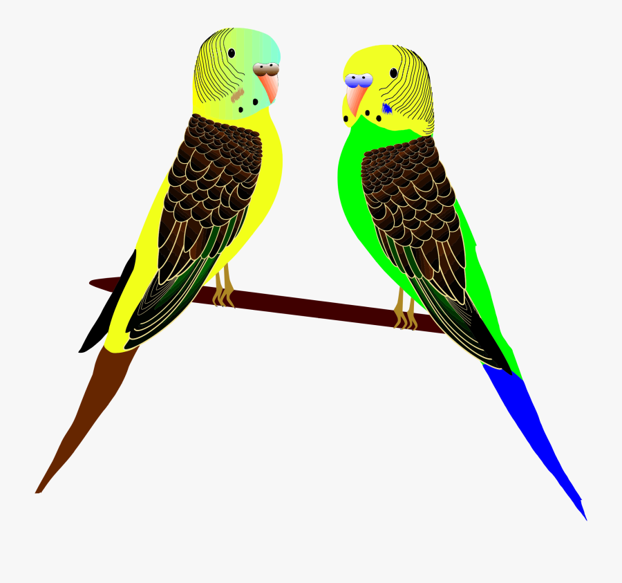Parakeets Illustration Big Image - Parakeets Clipart, Transparent Clipart