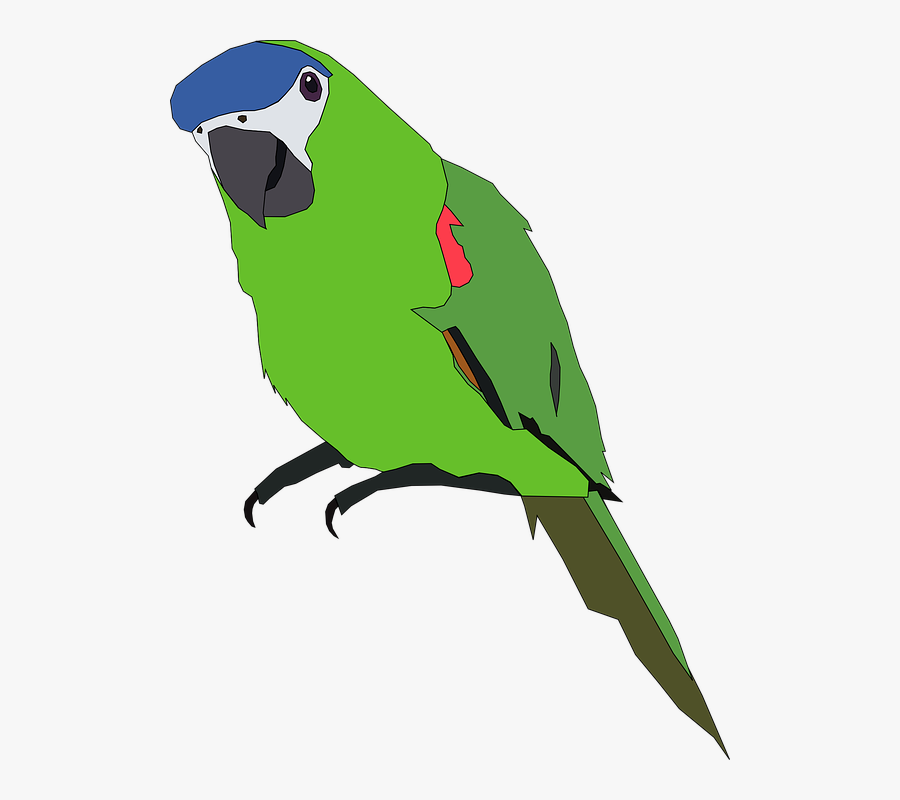 Parrot, Bird, Animal, Pet, Colorful, Blue, Nature, - There's A Will There's A Way Moral Story, Transparent Clipart