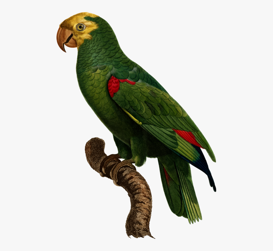 Macaw,parrot,lorikeet - Yellow Crowned Amazon Png, Transparent Clipart