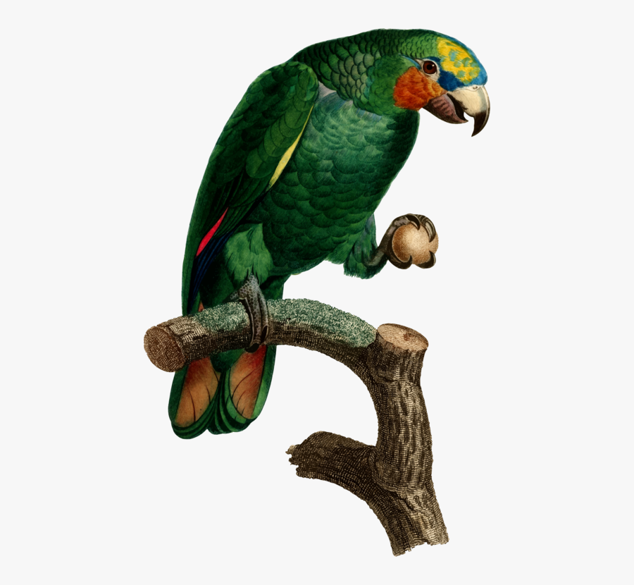 Macaw,parrot,perico - Parrot, Transparent Clipart