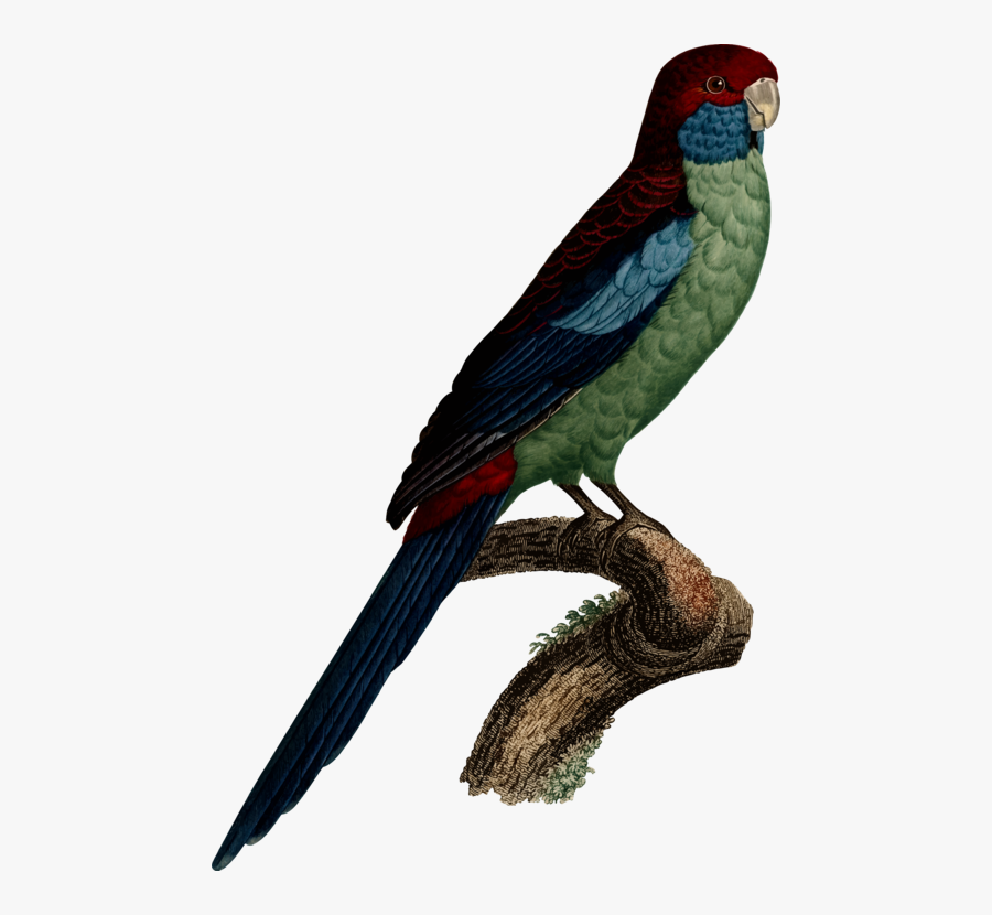 Parrot, Transparent Clipart