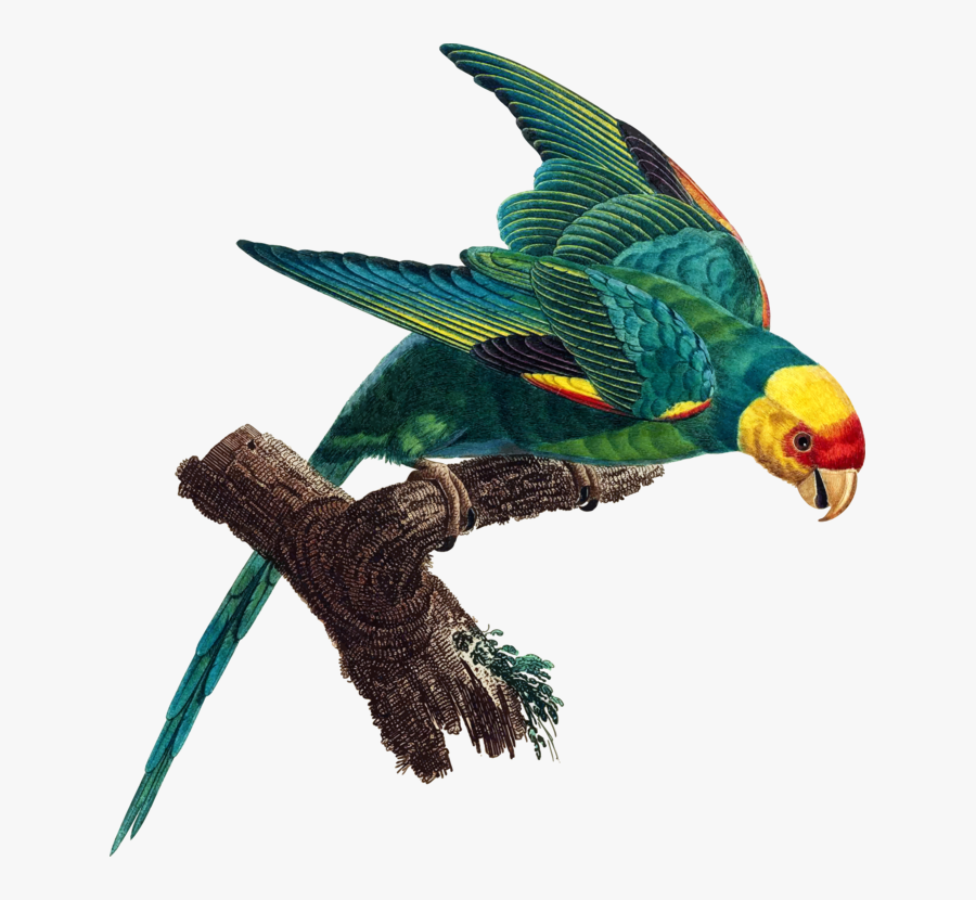 Carolina Parakeet Png, Transparent Clipart