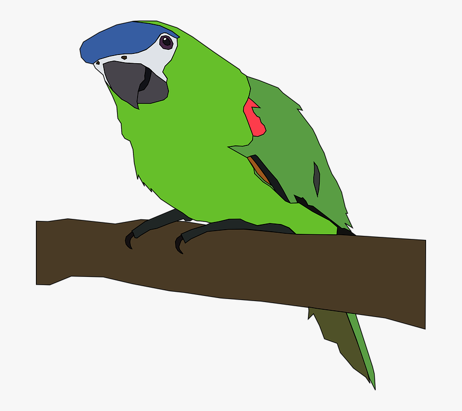 Parrot, Bird, Nature, Wing, Green, Tropical, Colorful - Parrot Clip Art, Transparent Clipart