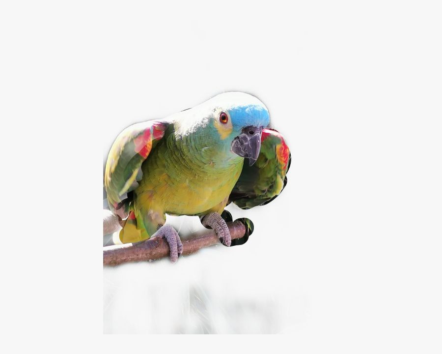 Transparent Papagei Clipart - Budgie, Transparent Clipart