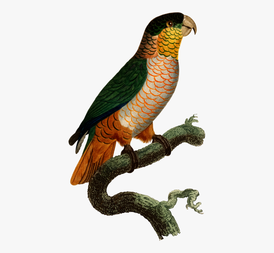 Parrot,bird,bird Of Prey - Black-headed Parrot, Transparent Clipart