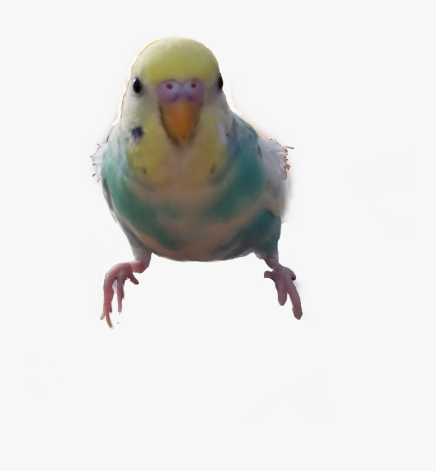 #parakeet, #budgie , #bird - Budgie, Transparent Clipart