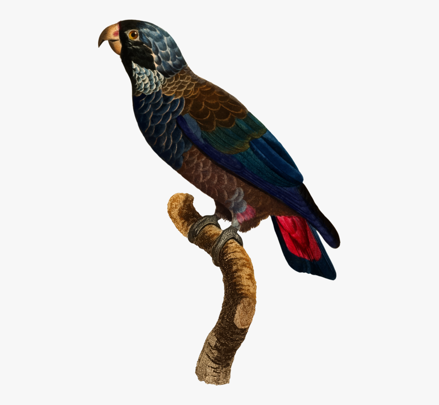 Parrot,bird,bird Of Prey - Bronze-winged Parrot, Transparent Clipart