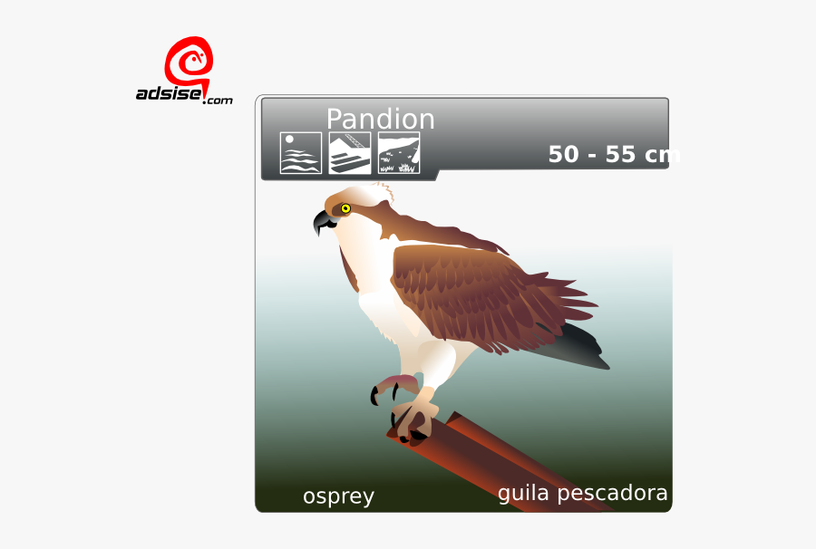 Osprey Clip Art, Transparent Clipart