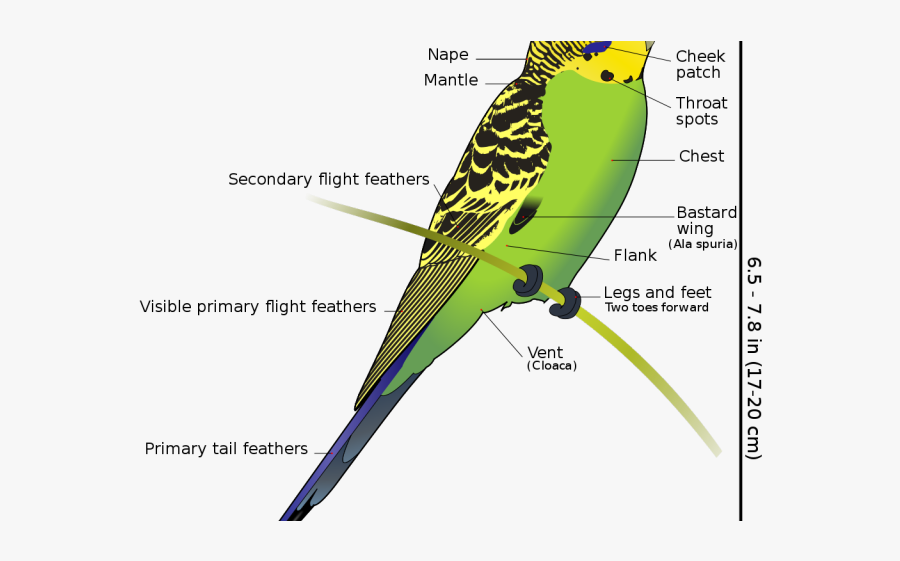 Australian Parrot Breeding Season, Transparent Clipart