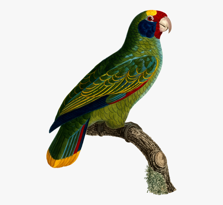 Macaw,parrot,lorikeet - Parrot, Transparent Clipart