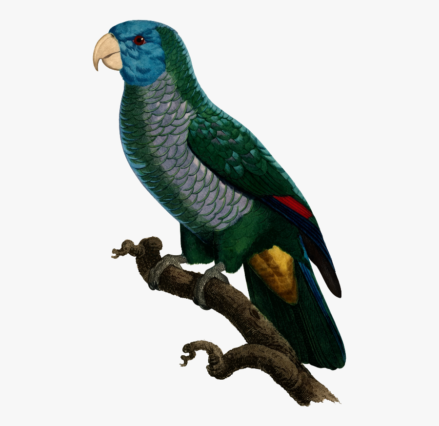 Macaw,parrot,lorikeet - Saint Lucia Parrot Png, Transparent Clipart