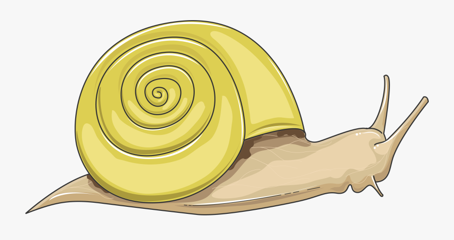 Snail, Transparent Clipart