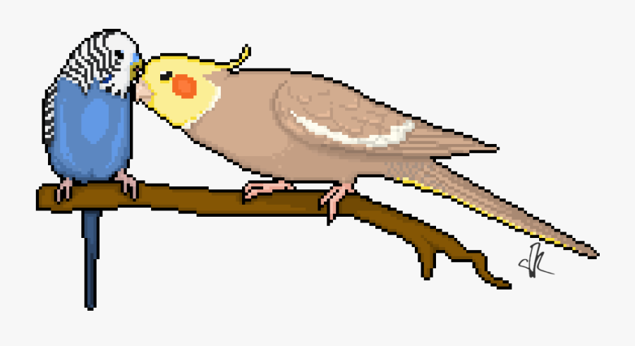 Transparent Parakeet Png, Transparent Clipart