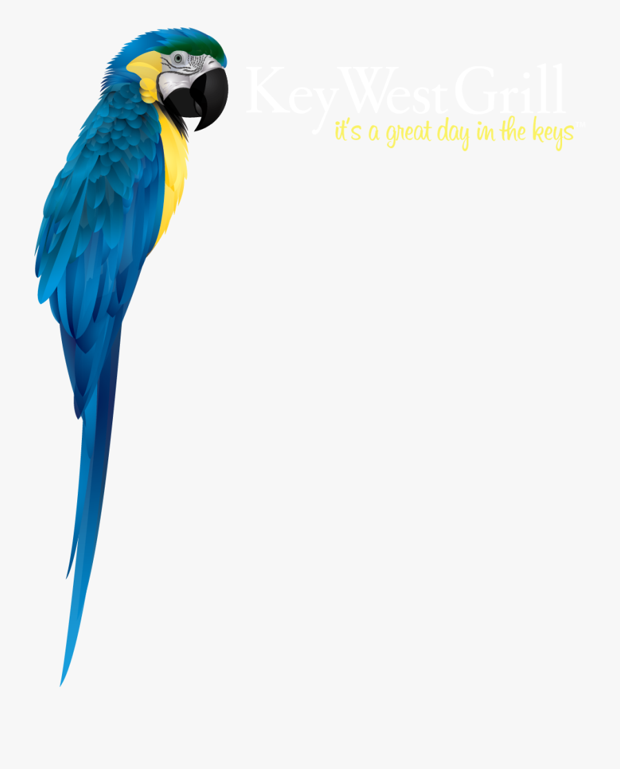 Macaw Clipart , Png Download - Macaw, Transparent Clipart