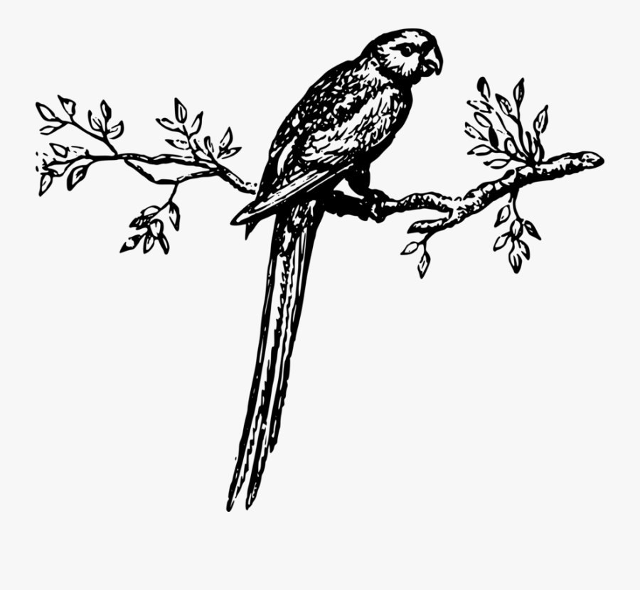 Owl,macaw,monochrome Photography - Macaw, Transparent Clipart