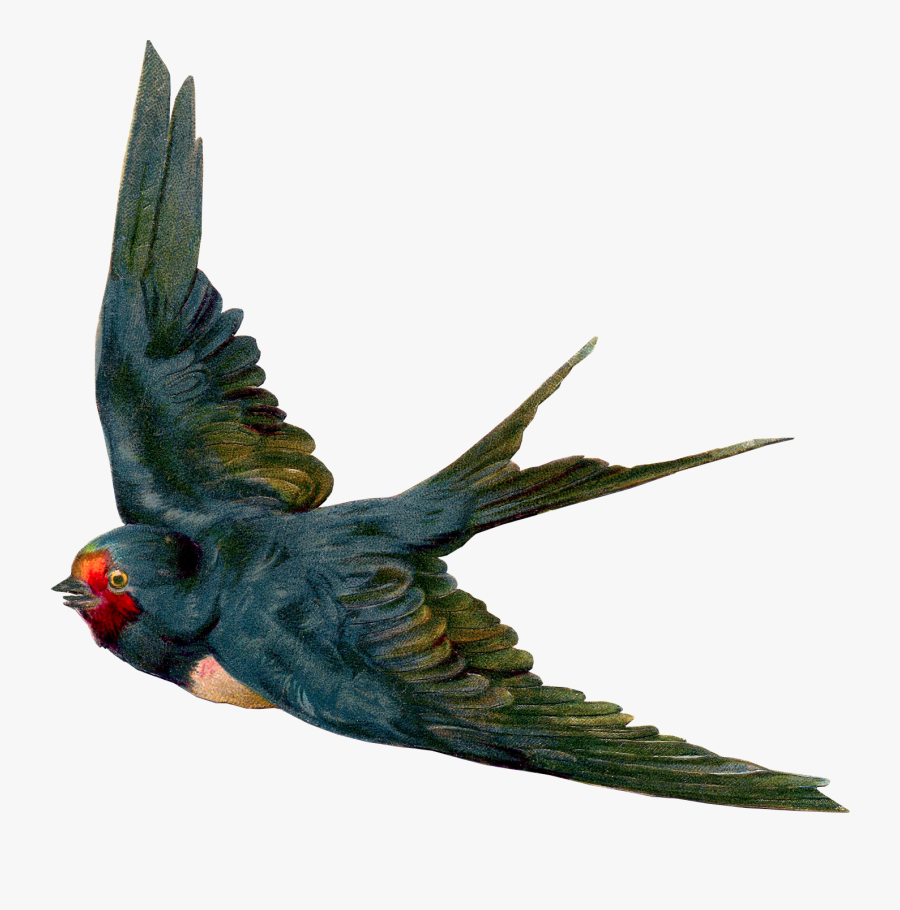 Vintage Bird, Transparent Clipart