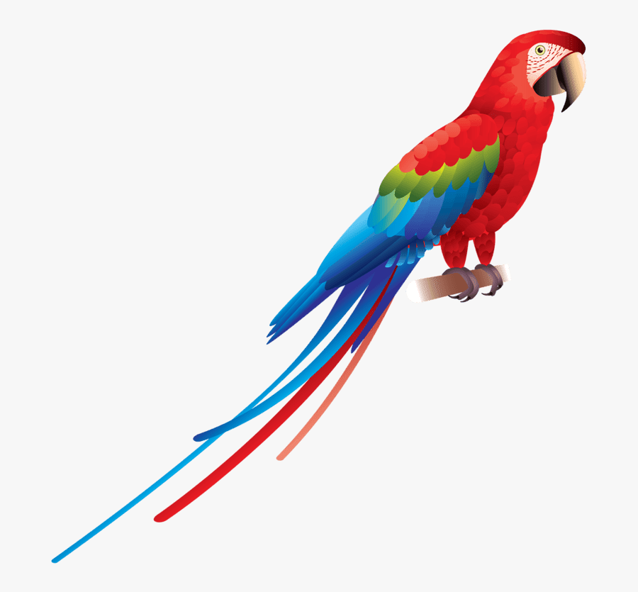 Parakeet Clipart, Transparent Clipart